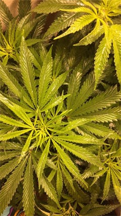 User uploaded image of Honey Boo Boo