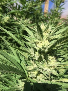 User uploaded image of Honey Boo Boo