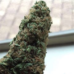 User uploaded image of Huckleberry