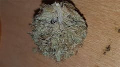 User uploaded image of Humboldt Dream