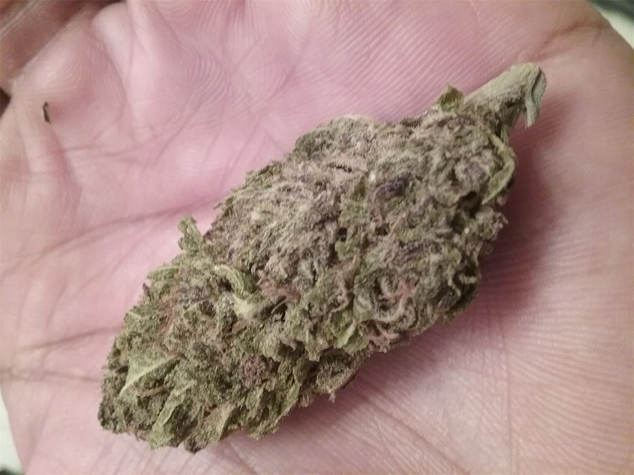 Humboldt Headband Weed Strain Information Leafly