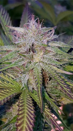 User uploaded image of Humboldt