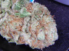 User uploaded image of Hurkle