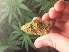 User uploaded image of Hurkle