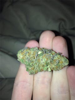 User uploaded image of Hurkle