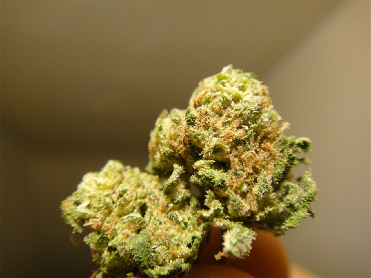 Ice Wreck Weed Strain Information Leafly