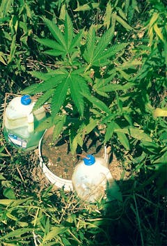 User uploaded image of Ice