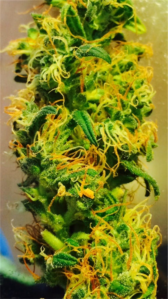 Photos of Ice Weed Strain Buds Leafly