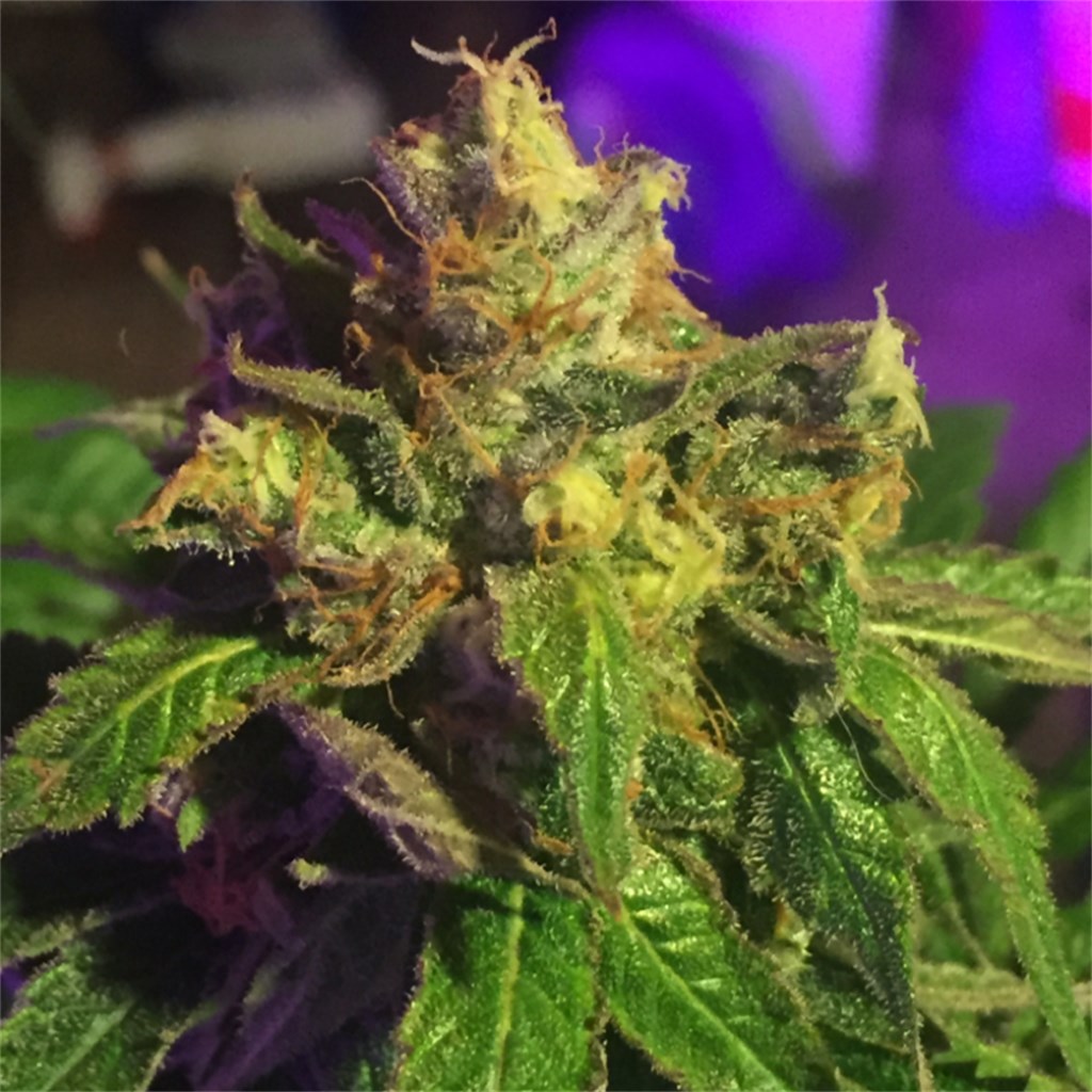 Strain Review: White Bacio by Paramount Fleur - The Highest Critic