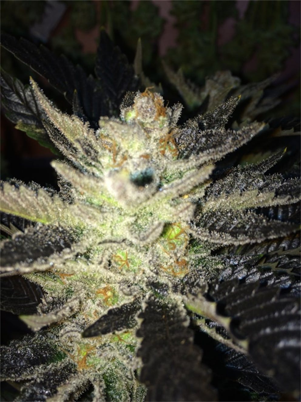 Photos of Ice Weed Strain Buds Leafly