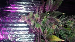 User uploaded image of Ice