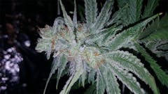 User uploaded image of ICED Grapefruit