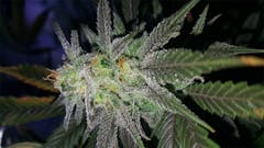 User uploaded image of ICED Grapefruit