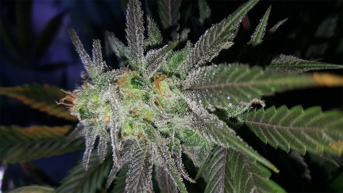Photos of ICED Grapefruit Weed Strain Buds Leafly
