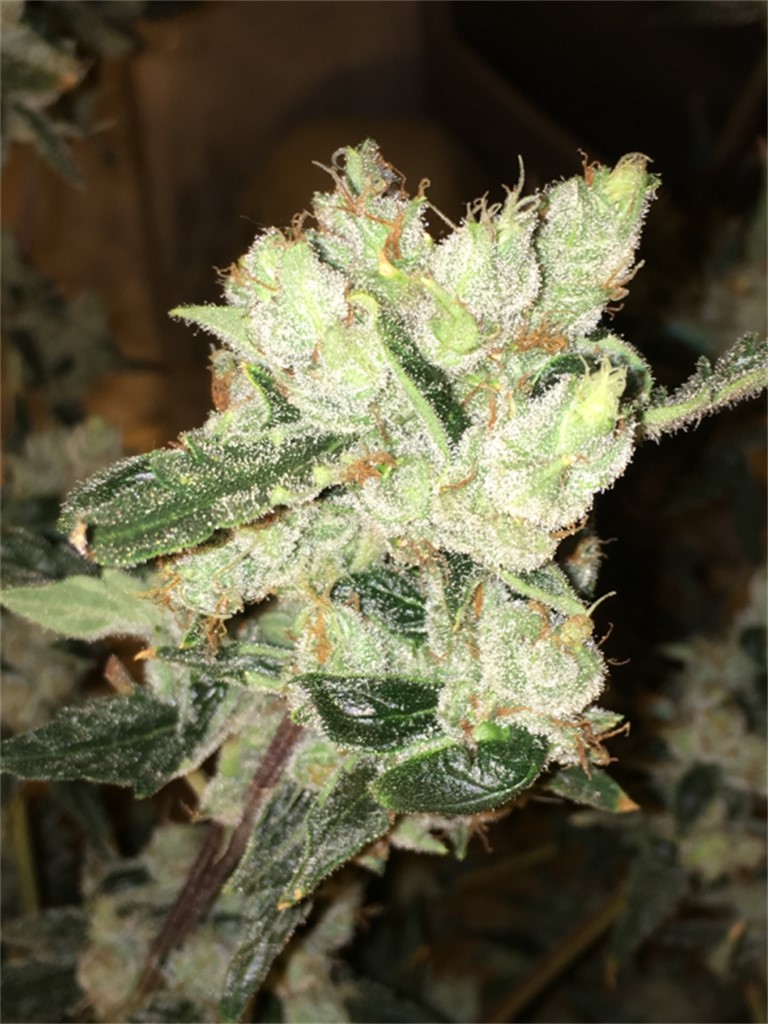 grapefruit strain