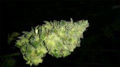 User uploaded image of Iced Widow