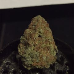 User uploaded image of Iced Widow