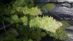 User uploaded image of Iced Widow