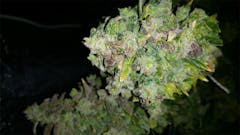 User uploaded image of Iced Widow