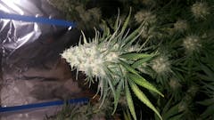 User uploaded image of Incredible Bulk