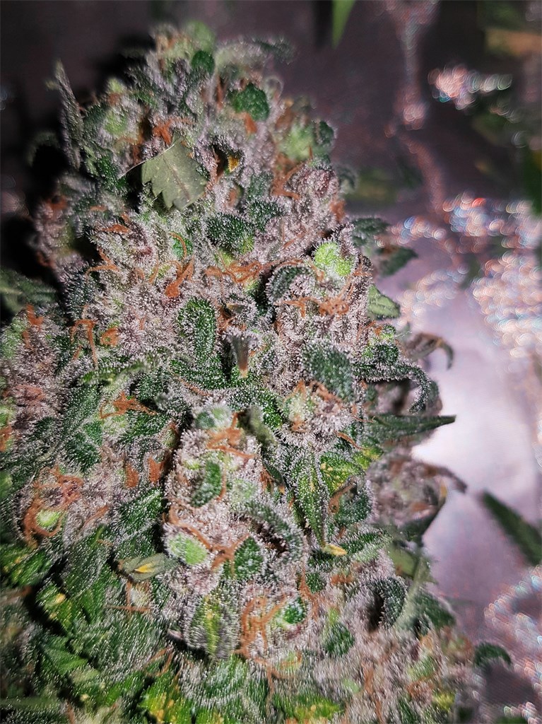 Dr Krippling The Incredible Bulk  Unbelievably High Yields, 24