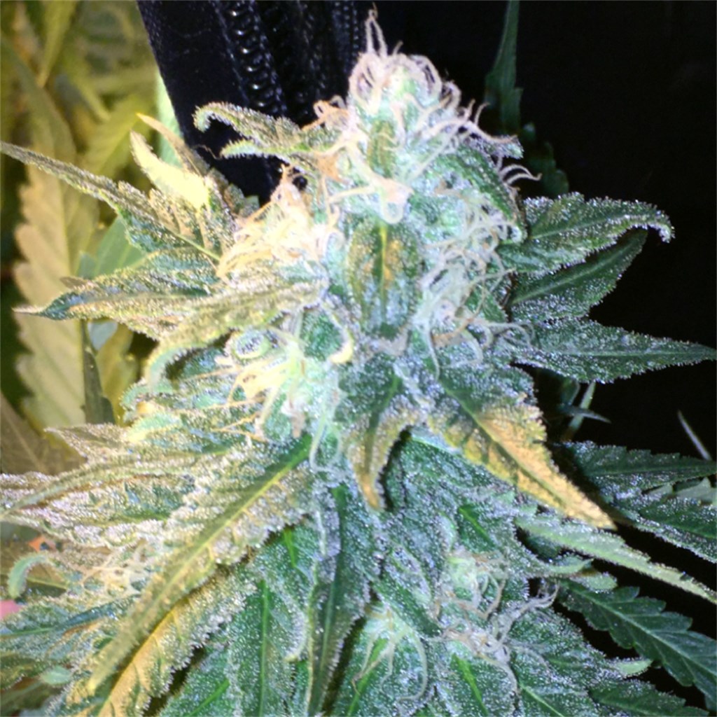 The Incredible Bulk feminized seeds by Dr. Krippling Seeds - Herbies Seeds