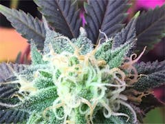 User uploaded image of Incredible Hulk