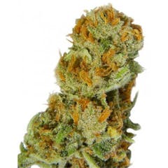 User uploaded image of Island Haze