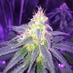 User uploaded image of Island Sweet Skunk