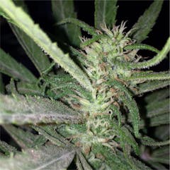 User uploaded image of Island Sweet Skunk