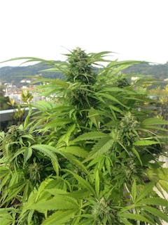 User uploaded image of Jack 47