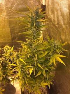 User uploaded image of Jack 47