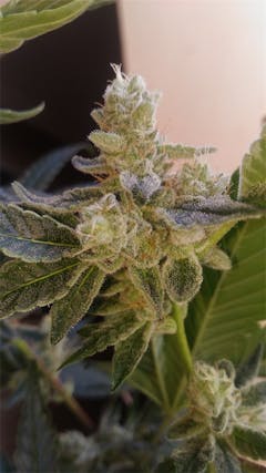 User uploaded image of Jack Frost