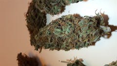 User uploaded image of Jack Herer