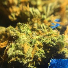 User uploaded image of Jack Herer