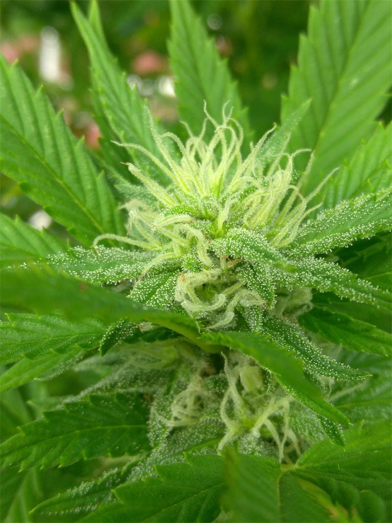 Jack Herer aka JH, The Jack, Premium Jack, Platinum Jack Weed Strain