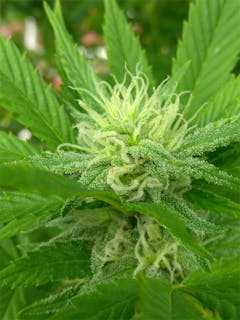 User uploaded image of Jack Herer