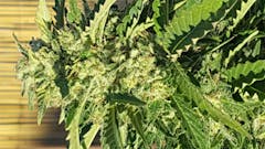 User uploaded image of Jack Herer