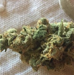 User uploaded image of Jack Herer