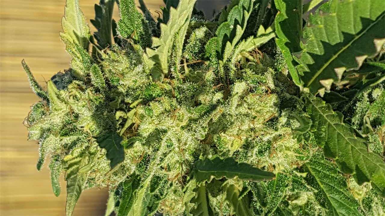 Double Jack (Canadian Seed Lab) :: Cannabis Strain Info