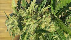User uploaded image of Jack Herer