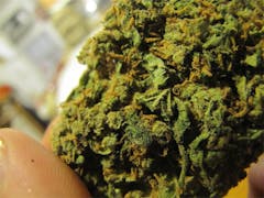 User uploaded image of Jack Kush