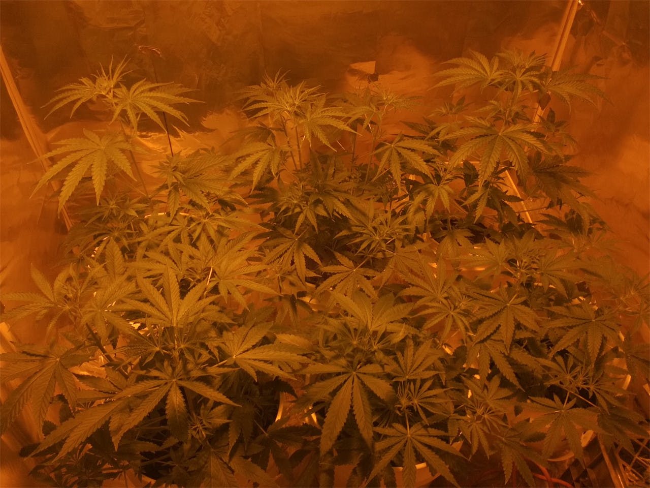 Jack's Cleaner Marijuana Strain Information Leafly