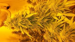 User uploaded image of Jack Skellington