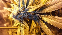 User uploaded image of Jack Skellington