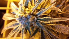 User uploaded image of Jack Skellington