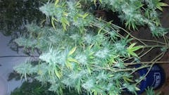 User uploaded image of Jack Skellington