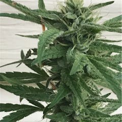 User uploaded image of Jack the Ripper