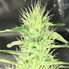 User uploaded image of Jack Widow