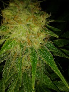 User uploaded image of Jacky White